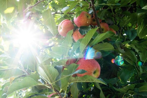 Paulus Apples