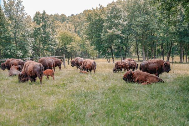 Tatanka