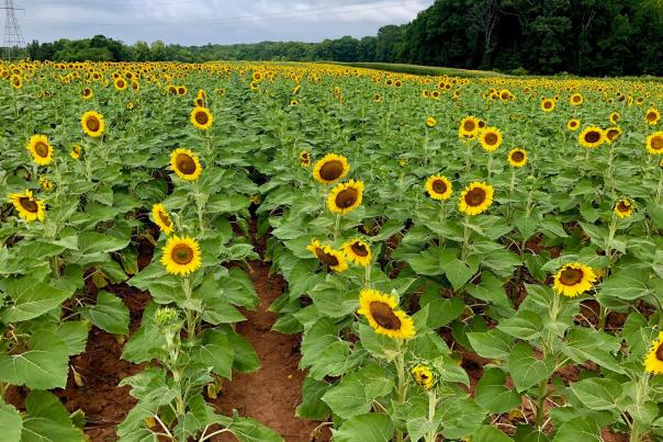 sunflowers