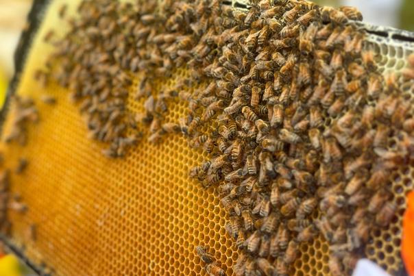 HoneyStrong