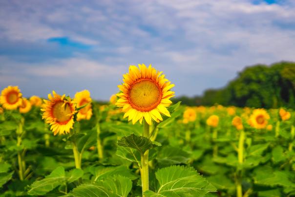 Sunflowers