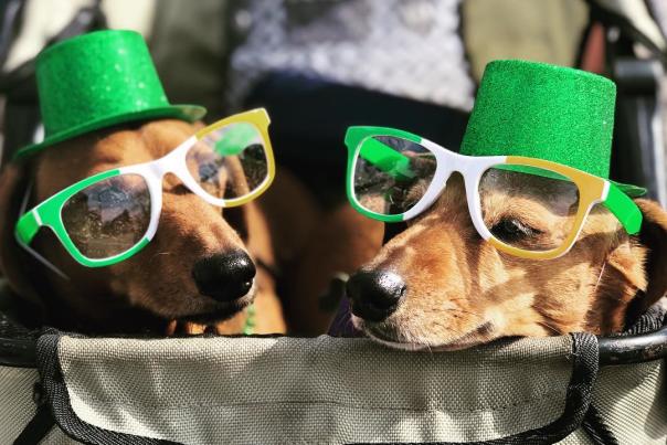 St. Patrick's Day Dogs