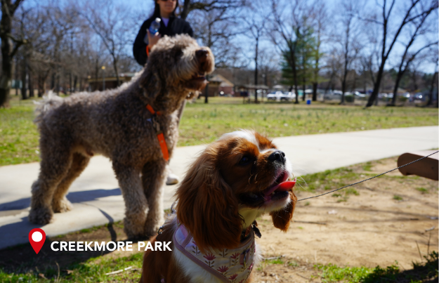 Two dogs look at their owner as they enjoy a sunny day at Creekmore Park in Fort Smith, AR.