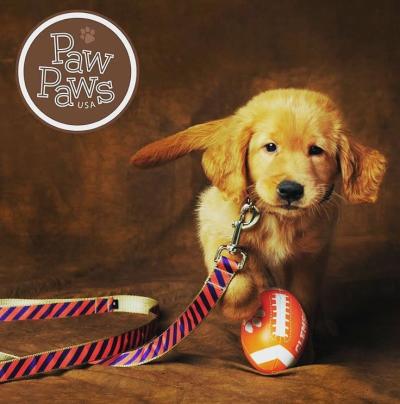 Professional dog portrait at Paw Paws USA. Go Tigers!