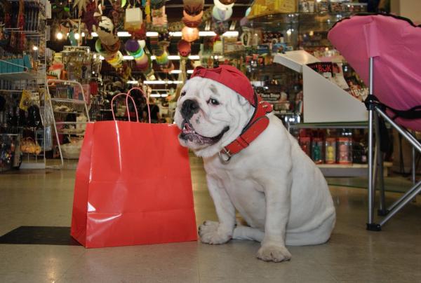 Bulldog shopping