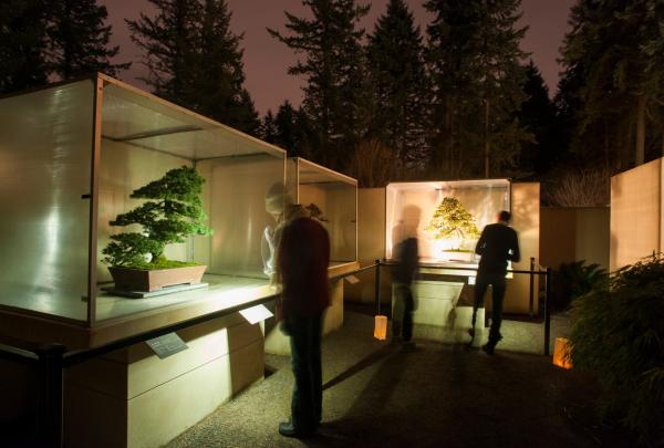 Bonsai Solstice