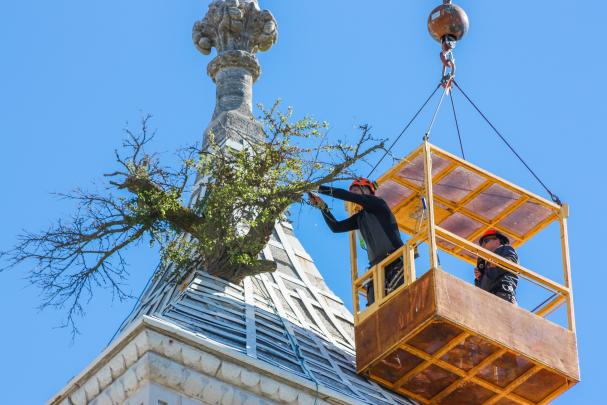 Tree Trimming