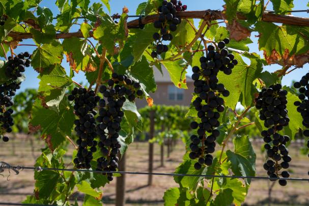 View of Grapes in the Two Rivers Winery & Chateau Vineyard