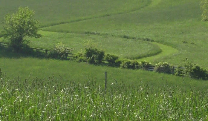 Grass Field in Native Lands Park in York, PA