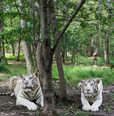 Two White Tigers sitting under a tree in the grass at T&D Cats of the World Wildlife Rescue