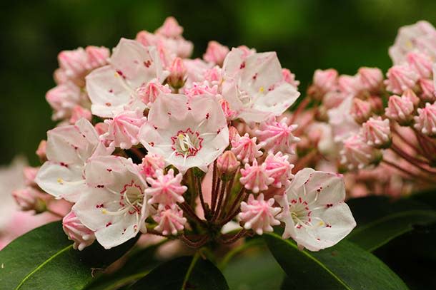 Mountain Laurel at Mount Davis, Forbes State Forest