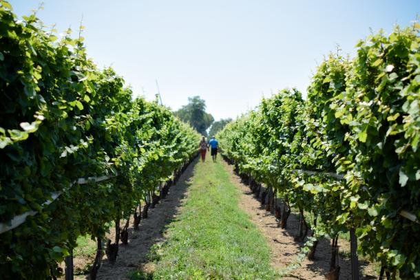 southwestern ontario wine tours