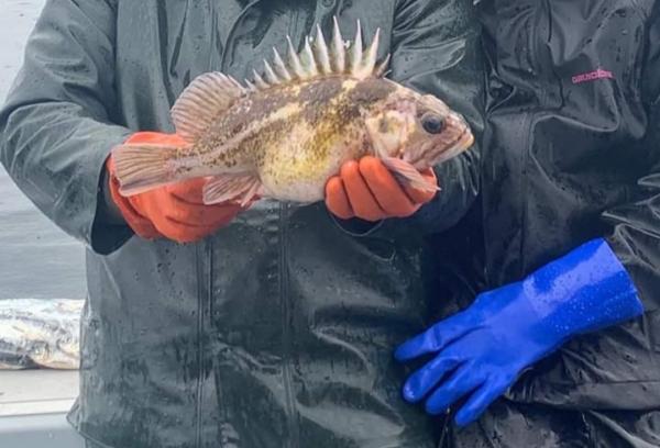 a person holding a quillback rockfish