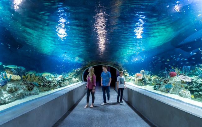 Walk through the Great Barrier Reef tunnel and marvel at fish from down under.