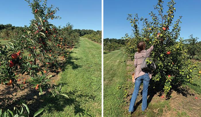 Fair Oaks Farm Orchard apple picking