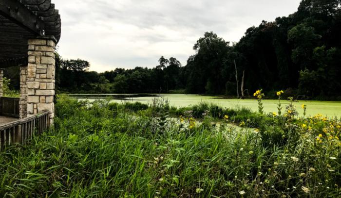 Gabis Arboretum Savanna Wetland - Carolyn Hricik