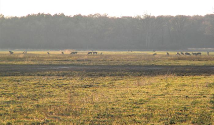 Side trip on way to viewing sandhill cranes: The whimsy of Gabis Arboretum  - Chicago Sun-Times