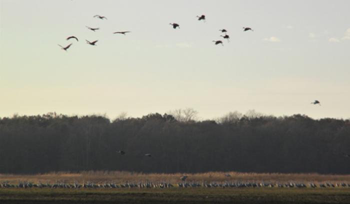 Side trip on way to viewing sandhill cranes: The whimsy of Gabis Arboretum  - Chicago Sun-Times