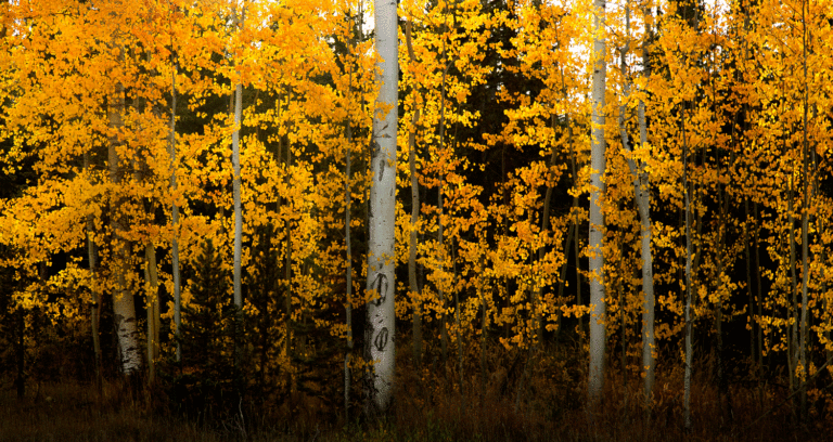 Aspen