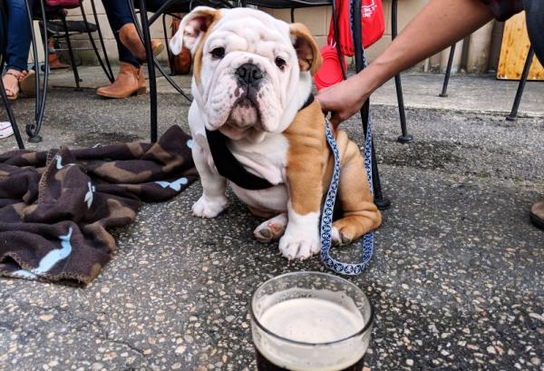 an adorable bulldog puppy relaxing on a restaurant patio in Fayetteville, NC with its owner