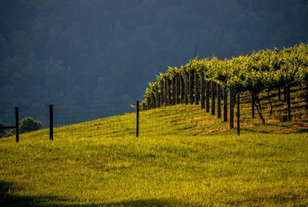 over the hill - wine cave
