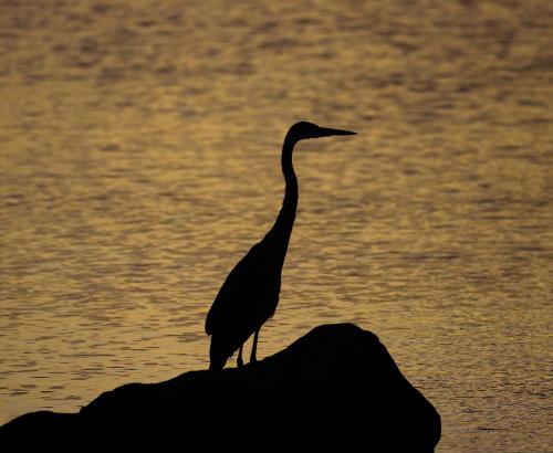 A silhouette of a Great Blue Heron on a rock with water in the background