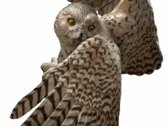 Snowy Owl - Bronze - Jim Green