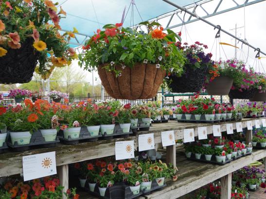 Greenhouse3