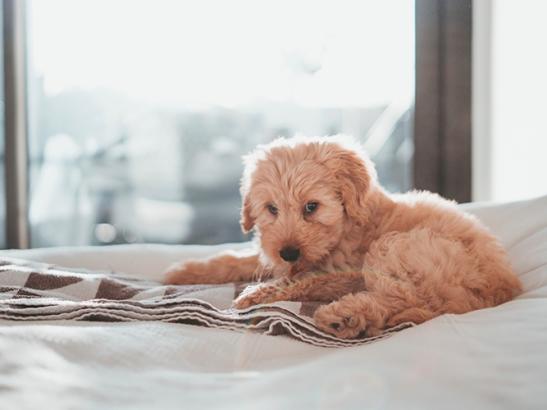 Pet Friendly Accommodations