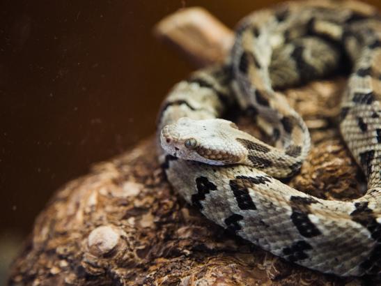 Oxbow Park and Zollman Zoo | credit AB-PHOTOGRAPHY.US