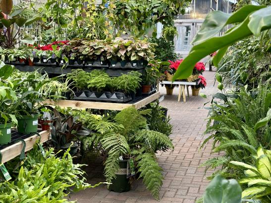 Greenhouse