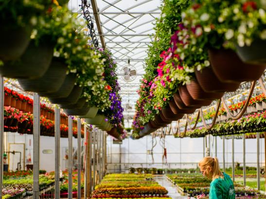 Greenhouse