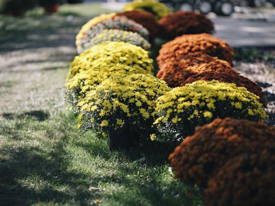 A large variety of Mums | credit AB-PHOTOGRAPHY.US