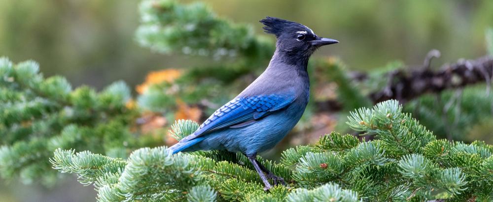 Stellar Jay of the Pacific Northwest