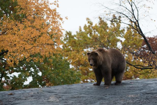 A brown bear standing on a rock surrounded by fall colors