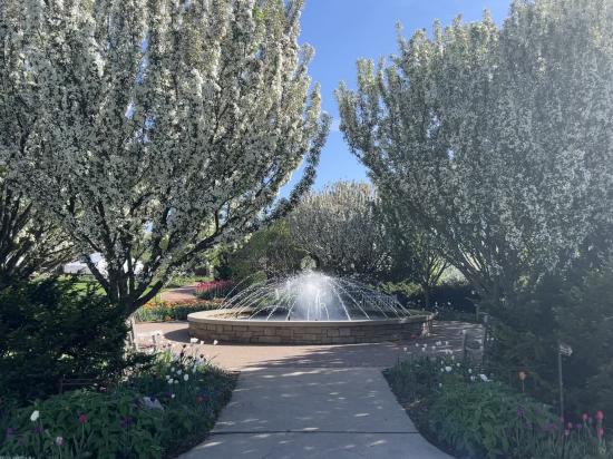fountain and blossoming trees