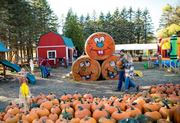 Pumpkin Patch
