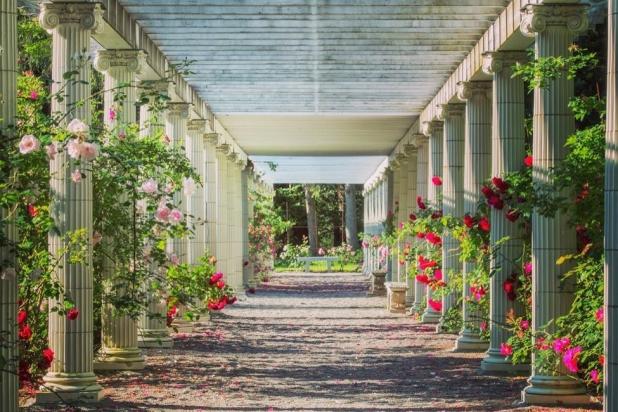 Exterior of a walkway lined with white pillars and various shades of pink roses.