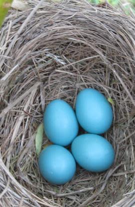 Spring Bird Eggs in Nest