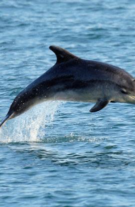 You can see dolphins swimming off the Delaware coast