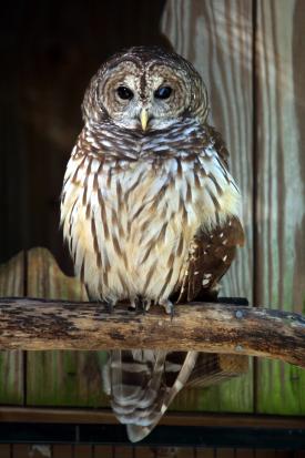 Orion the Barred Owl at Peace River Wildlife Center