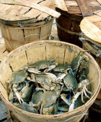 Leipsic Crabs in a bucket