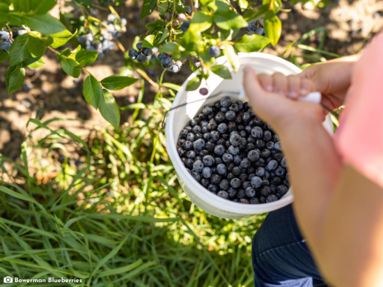 Bowerman Blueberries