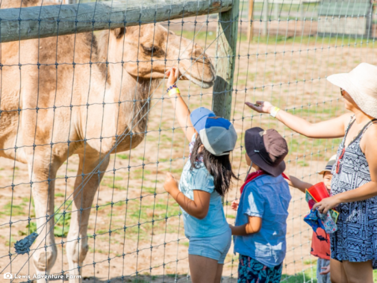 Lewis Adventure Farm