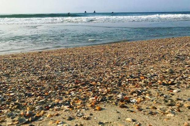 Seashelling in Myrtle Beach, SC