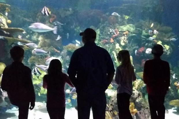 Family checks out Ripley's Aquarium