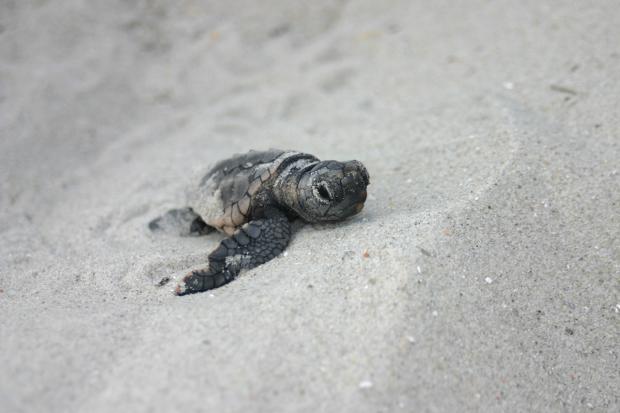 Sea turtle hatchling, Myrtle Beach, SC