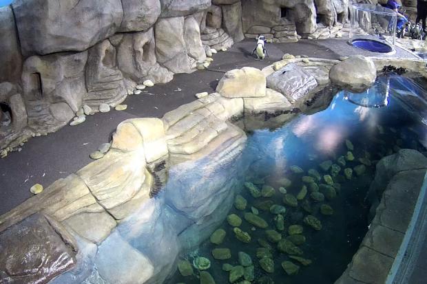 Ripley's Aquarium Penguin Cam