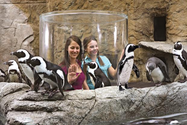 Ripley's Aquarium Penguin Periscope