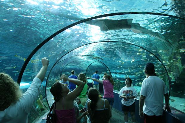 The Tunnel at Ripley's Aquarium